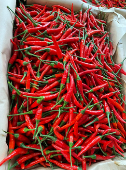 CHILLI EXPORT SUPPLY – LARGE VOLUME – EXPORT STANDARD QUALITY 🌶️ from HAI HUNG DA LAT COMPANY LIMITED CHILLI EXPORT SUPPLY – LARGE VOLUME – EXPORT STANDARD QUALITY 🌶️ – product photo, Chilli products found from trusted suppliers, wholesalers, manufacturers & exporters Listing